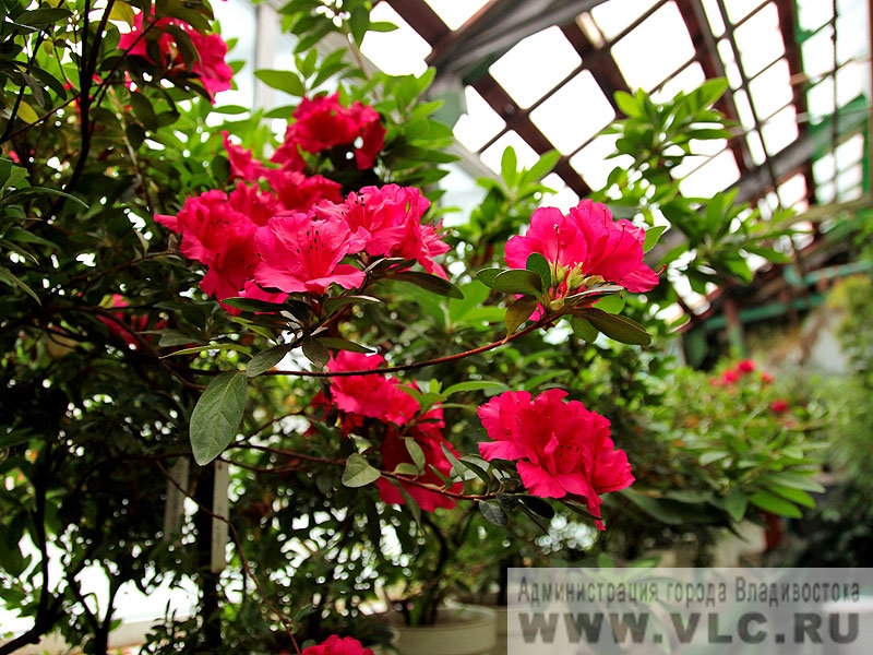 Растения в Ботаническом саду 