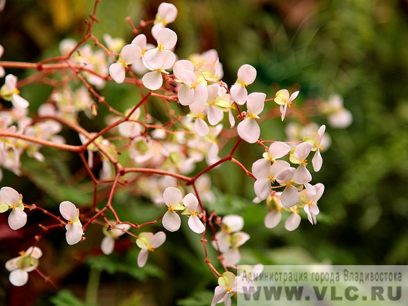 Специалисты Ботанического сада предоставят для питомника рассаду уникальных растений 