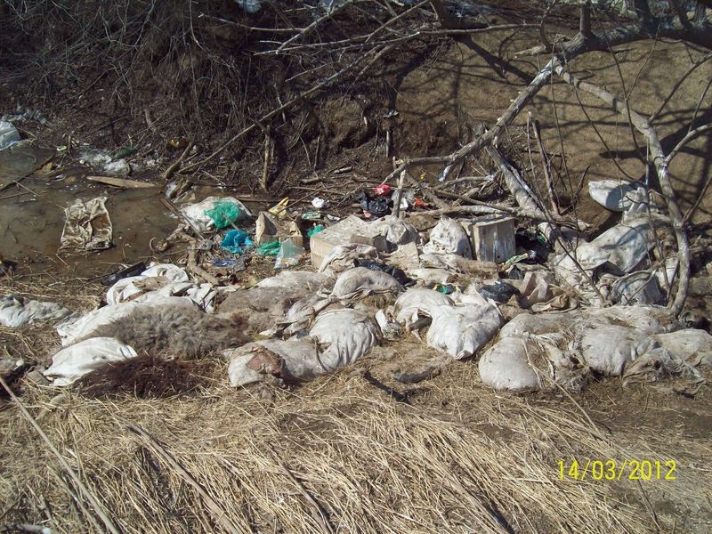 Ветеринарно санитарные правила биологические отходы. Свалка биологических отходов. Биологические отходы свалка. Биологические отходы трупы животных.