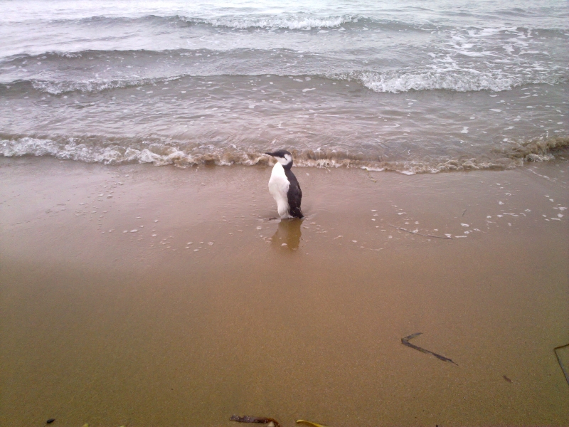 Эту птицу редко можно встретить на берегу во Владивостоке