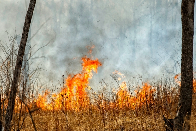 На утро 3 мая лесных пожаров в регионе нет Александр Хитров, ИА PrimaMedia