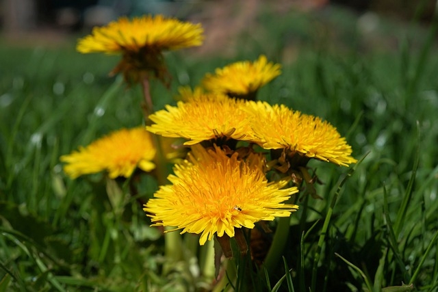 Одуванчики Сайт pixabay.com