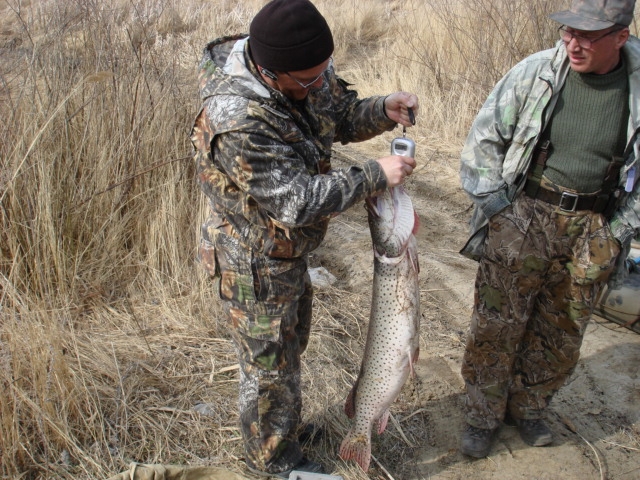 Щука весит 10 кг