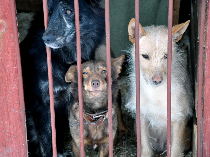 Пункт передержки безнадзорных животных Якутска передан некоммерческой организации ПримаМедиа
