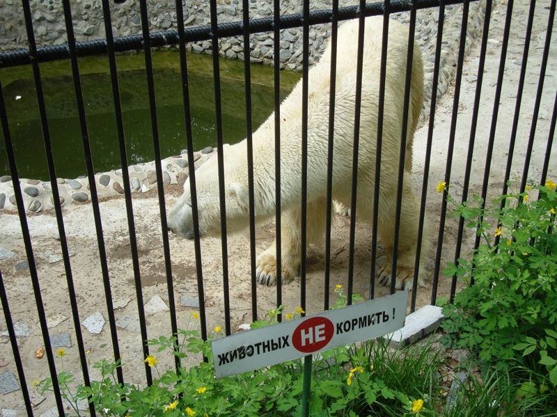 Медведь Гоша напуган и не находит себе места