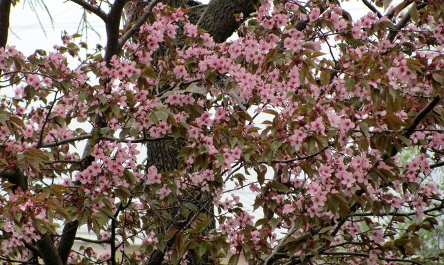 Сакура цветет в Южно-Сахалинске