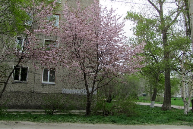 На улице Амурской