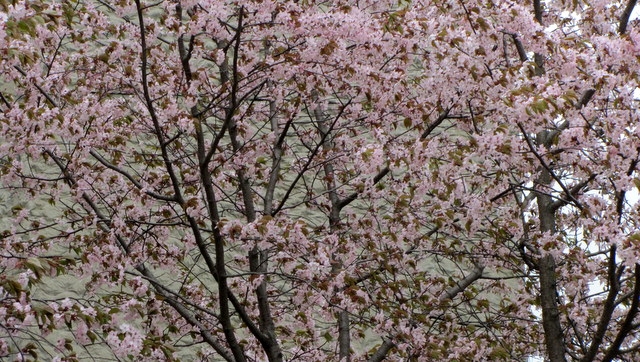 Каждый год она радует сахалинцев своими нежно-розовыми цветами