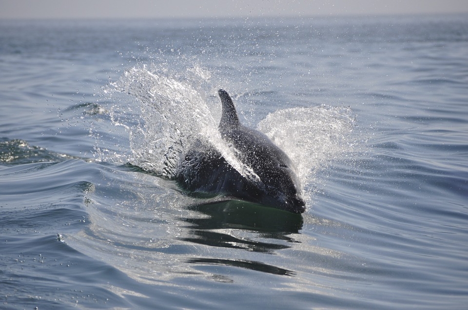 Дельфинов, охотящихся у самого берега, сняли на видео туристы в Анапе С сайта: pixabay.com