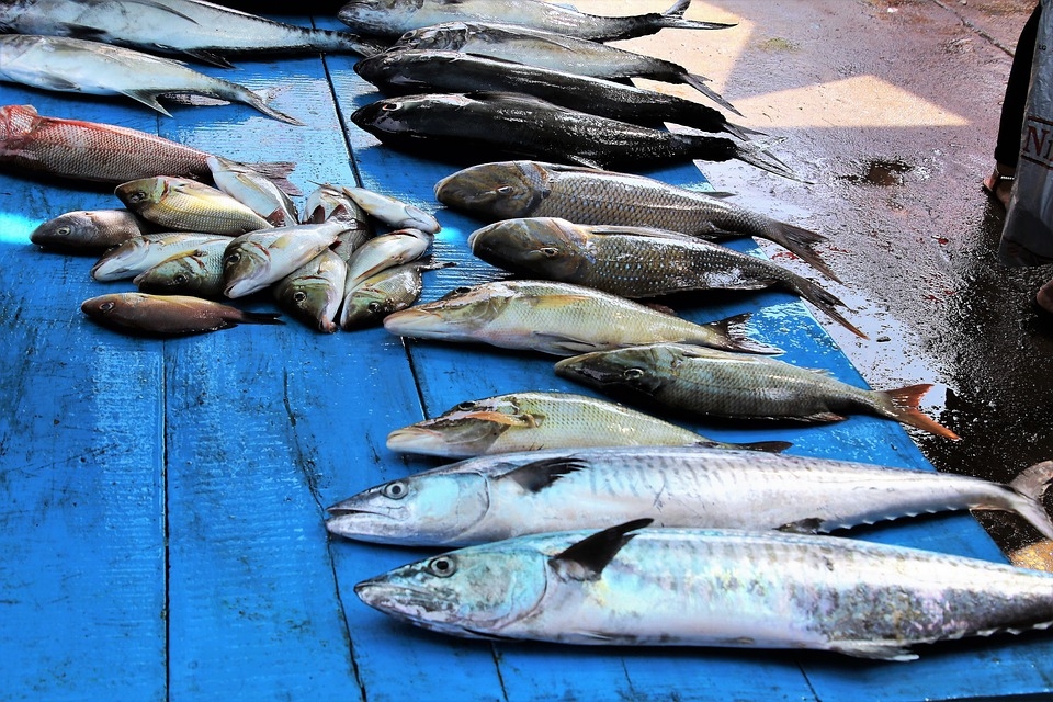 Торговля рыбой pixabay.com