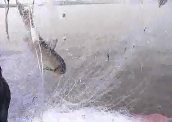 Рыба в сетях китайских браконьеров