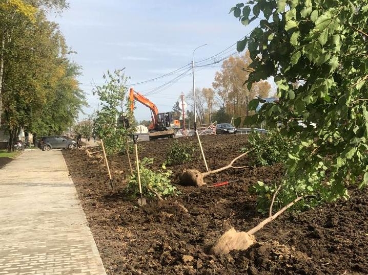 Посадка деревьев Пресс-служба администрации Хабаровска