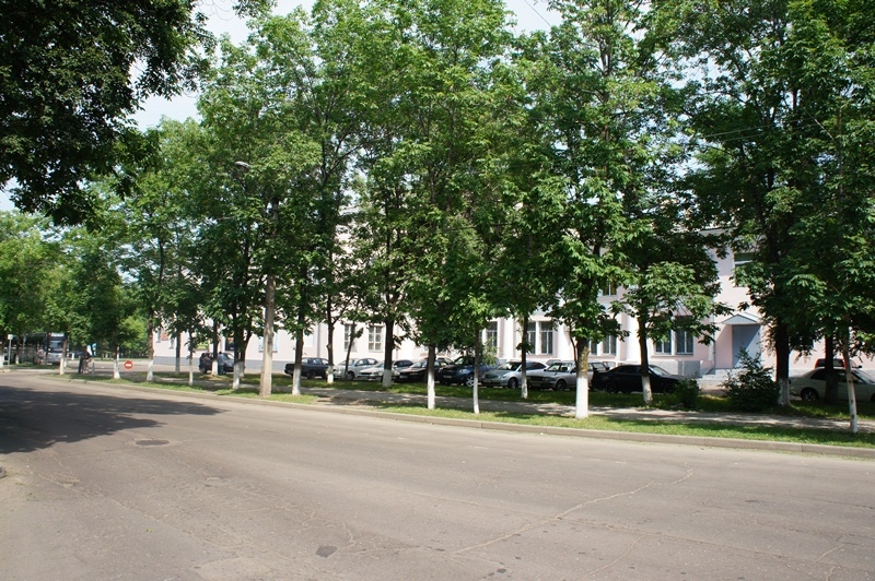 Экологи подготовили заключение по вырубке деревьев в районе Дворца культуры в Биробиджане