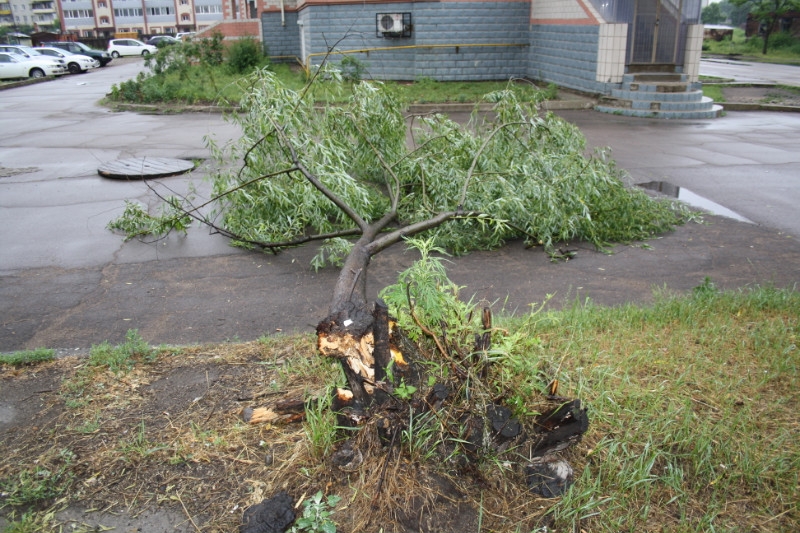 Ветер повалил дерево