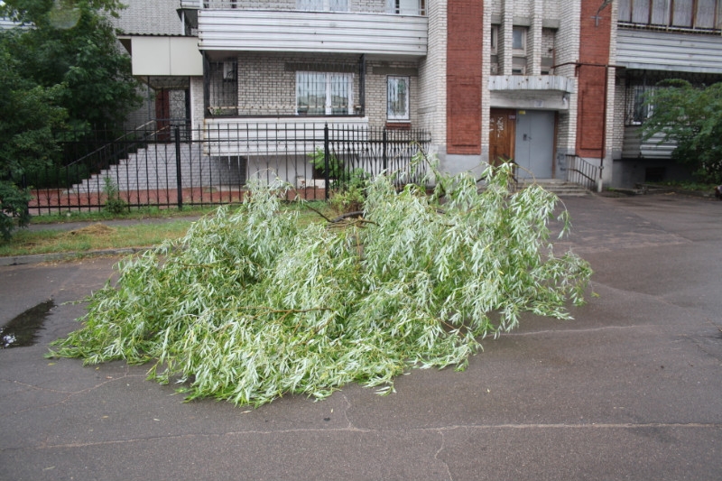 Ветер повалил дерево