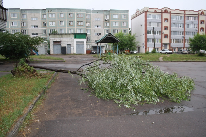 Ветер повалил дерево
