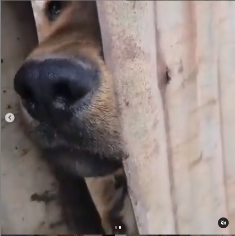 Зоозащитники собираются изъять у хозяев собаку скрин видео