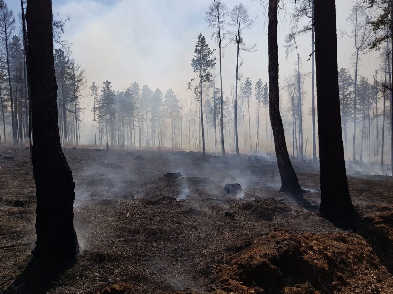 За минувшие сутки в лесном фонде в Иркутской области ликвидирован один пожар Правительство Иркутской области
