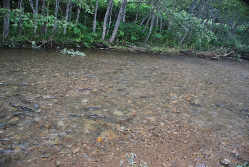 Верхнее течение реки