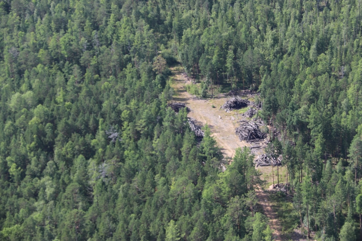В Иркутской области объем незаконно вырубленного леса сократился на 59 % Правительство Иркутской области