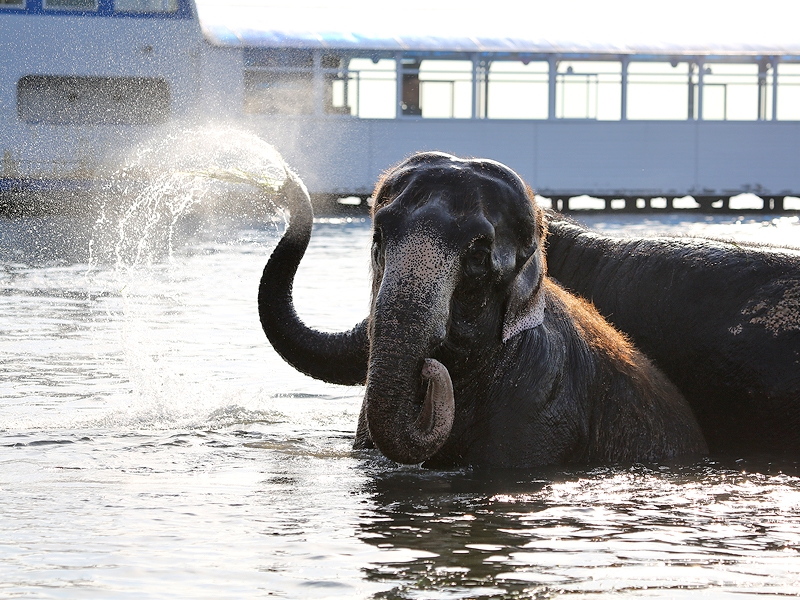 Слон купается. Слон после купания. Слоненок купается. Слоник купается. Слоники после купания.