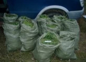 Конфискованные наркотики