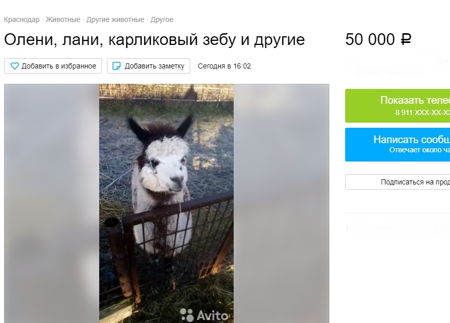 Лама или карликовый зебу — 50 тысяч рублей