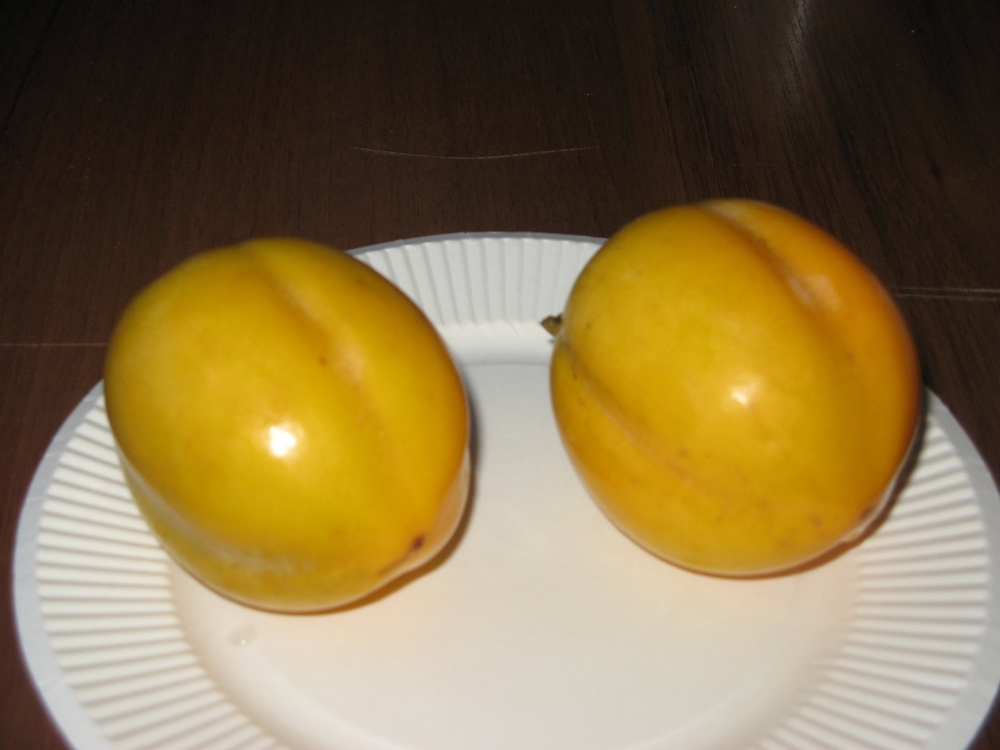 Хурма - пища богов из префектуры Симанэ - родины богов