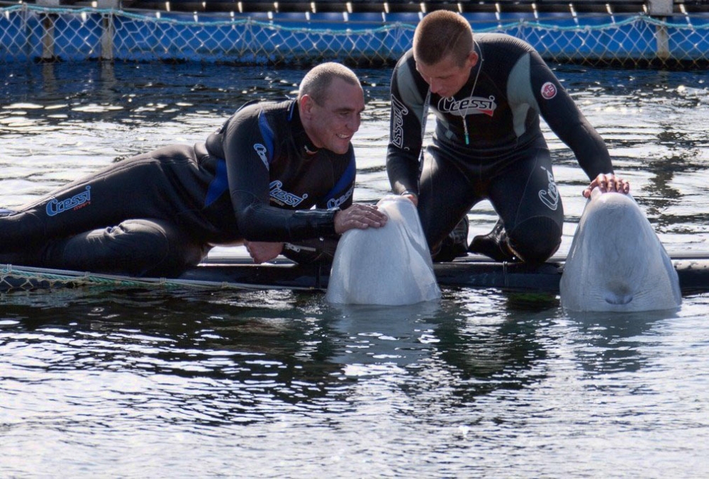 Солнце, ветер, два дельфина http://russian-aquarium.ru/news/solnce-veter-dva-delfina.html