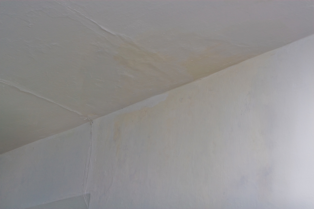 Грибок на стенах