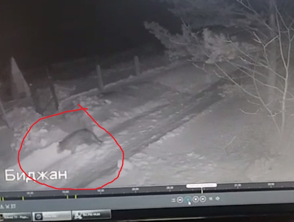 Тигр попал на видео в селе Биджан ЕАО, где недавно хищник сожрал собак скриншот видео