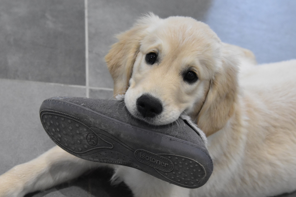 Вредные привычки: как отучить собаку грызть обувь и попрошайничать -  SakhalinMedia.ru