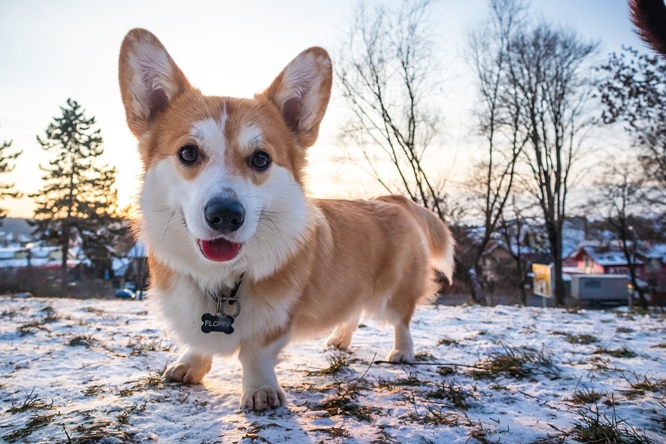 Собака https://pixabay.com/