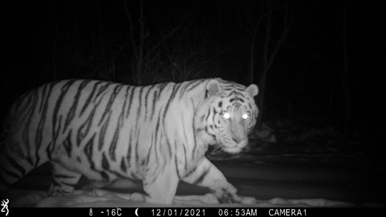 Тигр Гром центр Амурский тигр