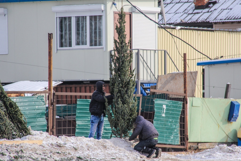 Приобрести елку горожане смогут, заплатив от 1 тысячи рублей