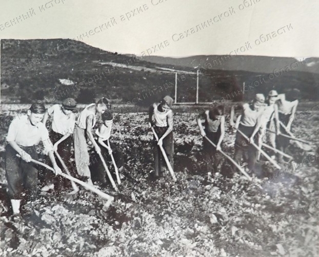 Школьники александровской средней школы № 1 работают на поле совхоза "Красная Тымь". Лето, 1941 год