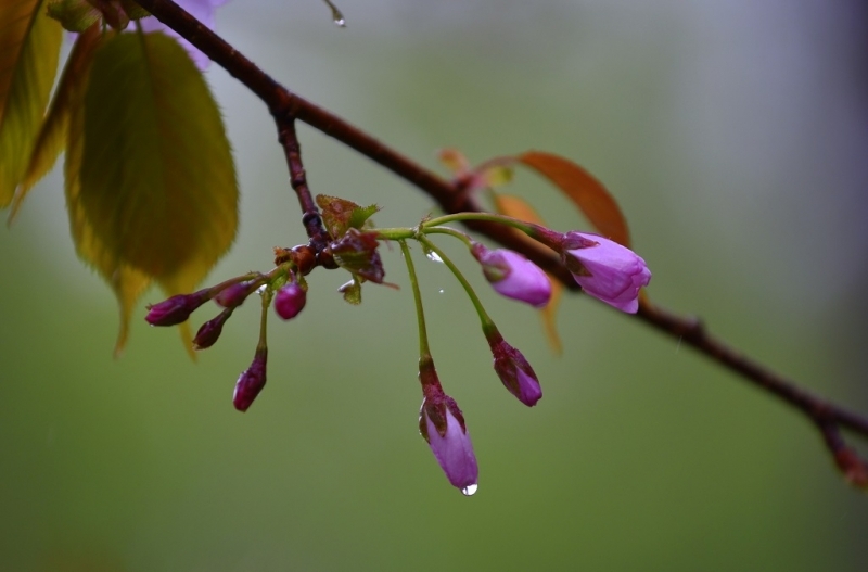 Не прячьте куртки и плащи: когда на Кубань вернется прохладная погода Юрий Гуршал