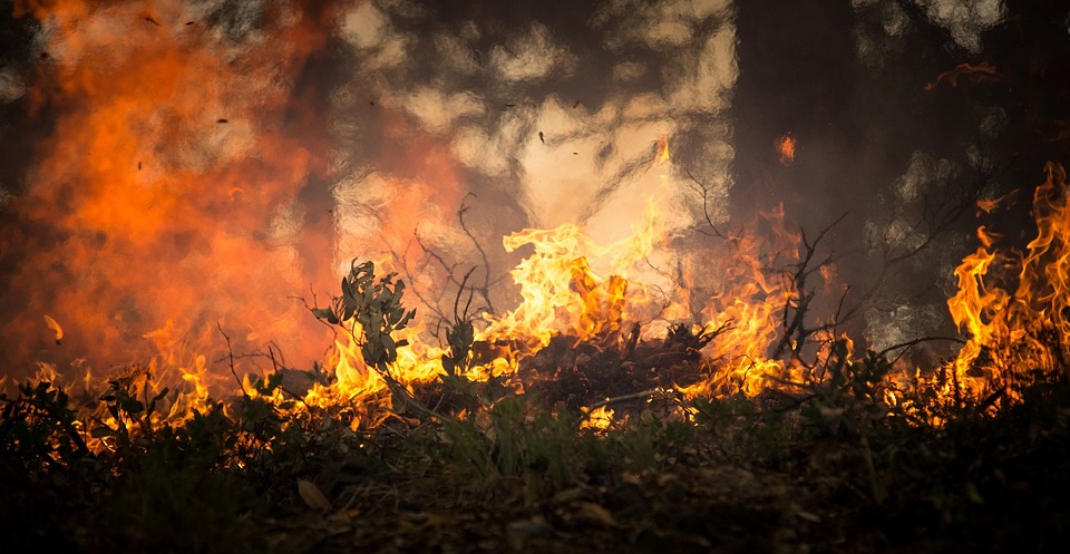 Пожар в лесу ИА PrimaMedia