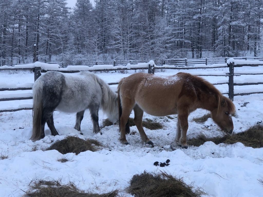 Якутские лошади