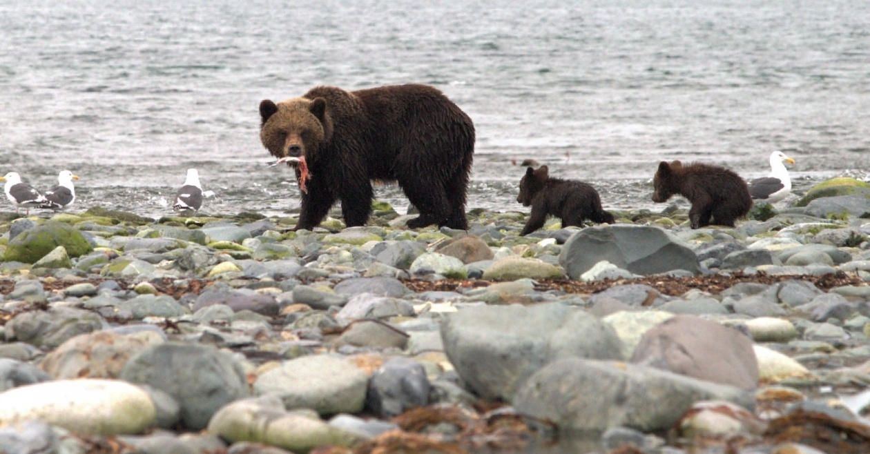 Бурый медведь Игорь Чёрный, MagadanMedia