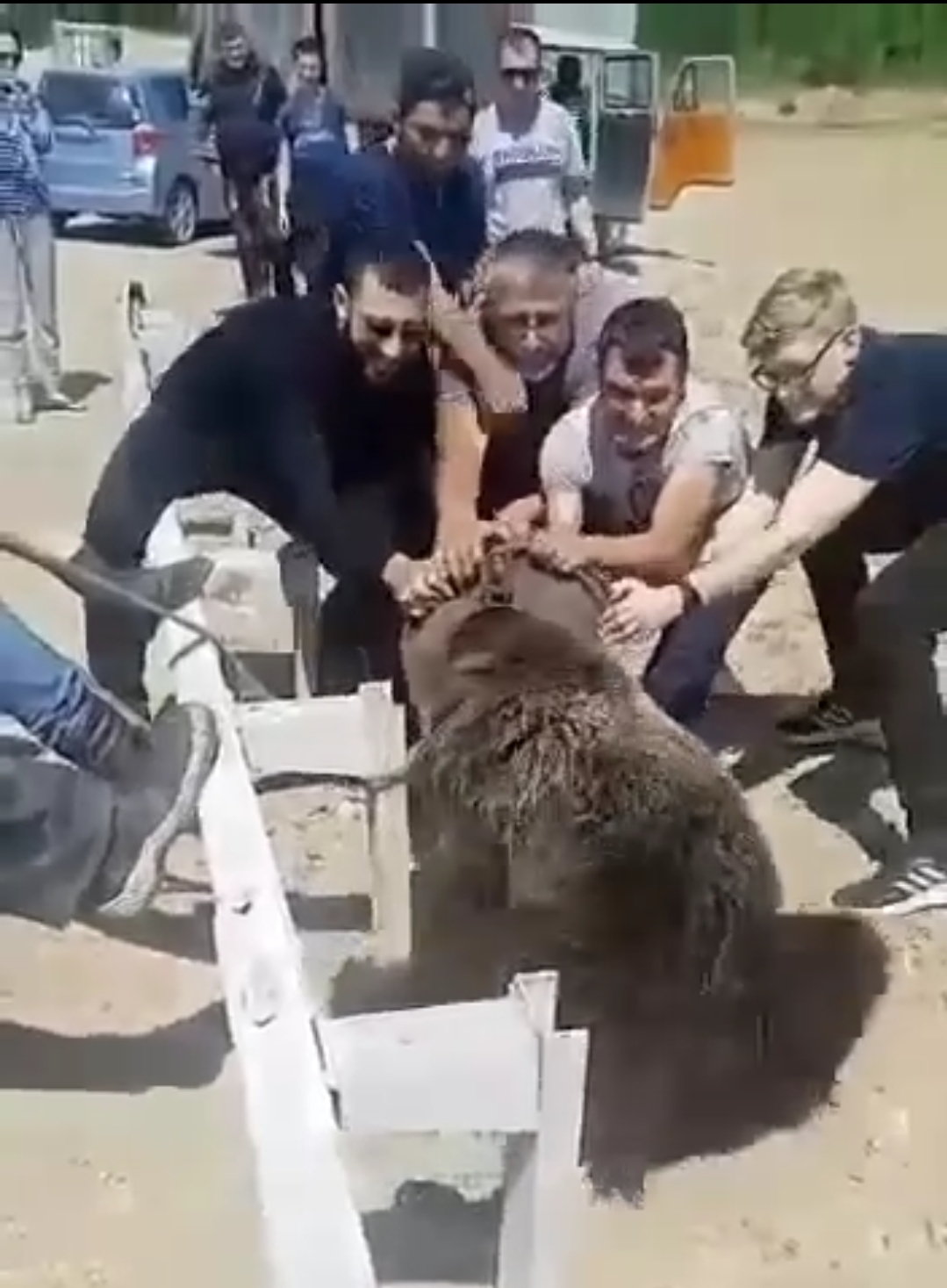 Спасение медвежонка Скрин из видео