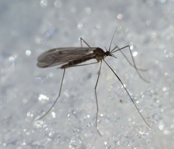 Ночное освещение: комары и их привычки
