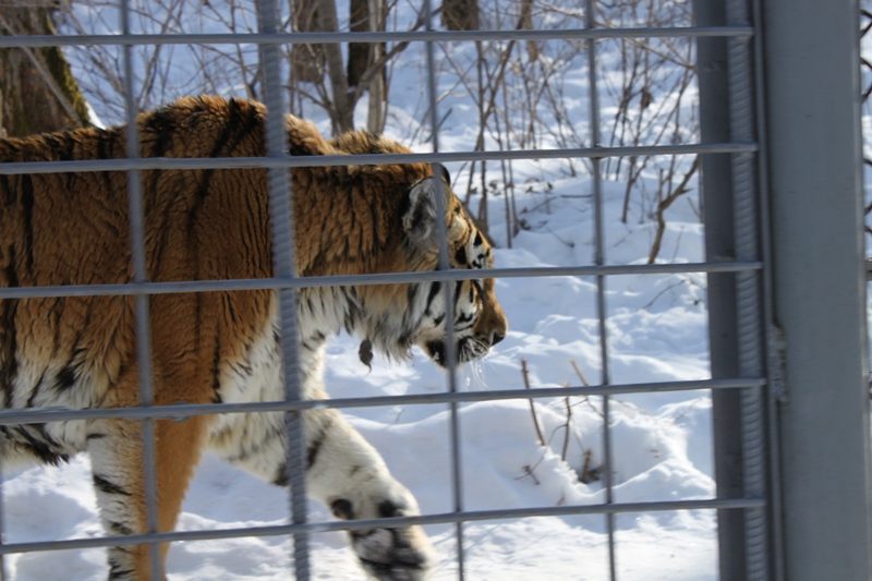 Знаменитому амурскому тигру Жорику в Хабаровском крае будут искать невесту
