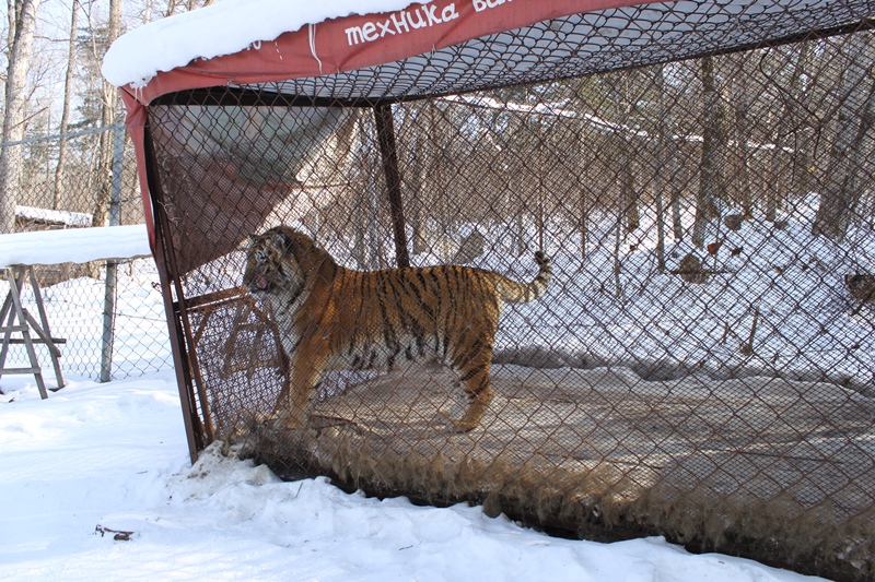 Дикая кошка
