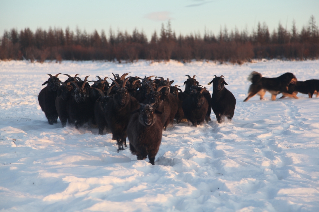 Козы прижились в Плейстоценовом парке, который находится в Нижнеколымском районе Якутии Никита Зимов