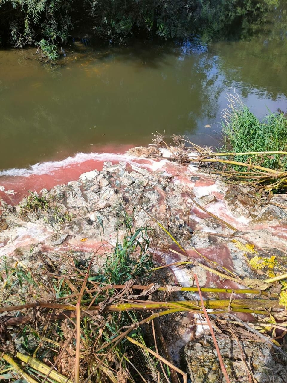 Причиной массовой гибели рыбы в реке Южно-Сахалинска мог стать сброс сточных вод  пресс-служба Сахалино-Курильского территориального управления Федерального агентства по рыболовству