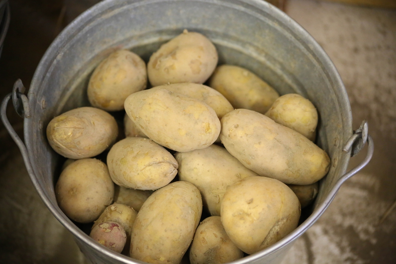 Как выводили колымский картофель