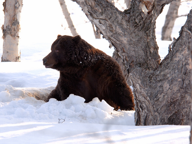 Когда просыпаются медведи в сибири. Медведь зимой. Медведь весной. Медведь проснулся.