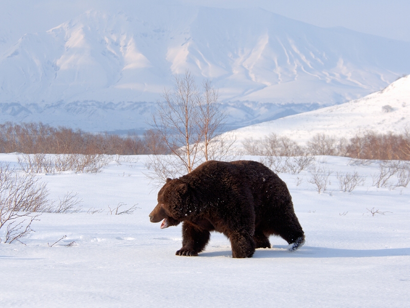 Медведь в сугробе. Медведь зимой. Бурый медведь зимой. Медведь в снегу. Камчатка медведи.