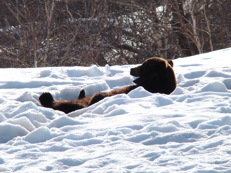 Когда просыпается медведь весной. Медведь зимой. Медведь зимой в берлоге. Медвежонок в снегу.